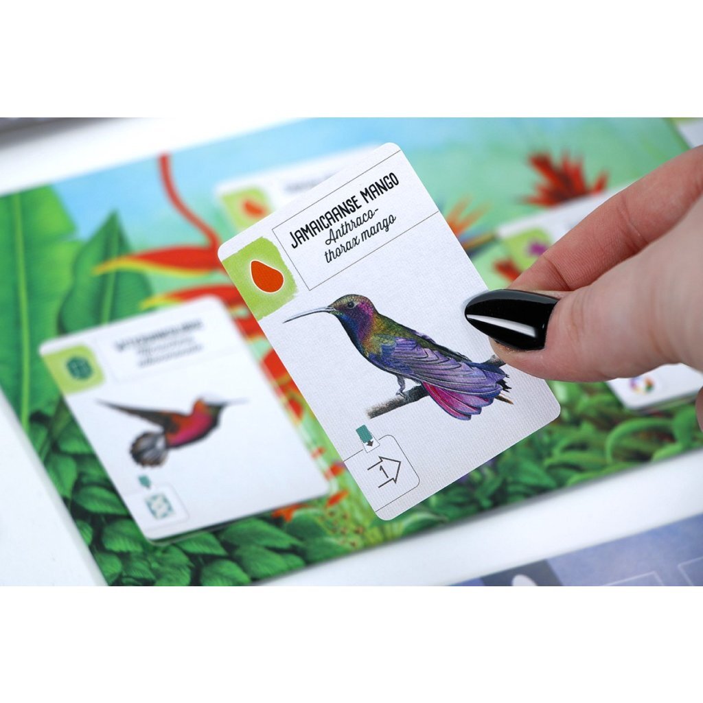 8721184284353 6.jpg 999 Games Wingspan Uitbreiding Midden- en Zuid-Amerika